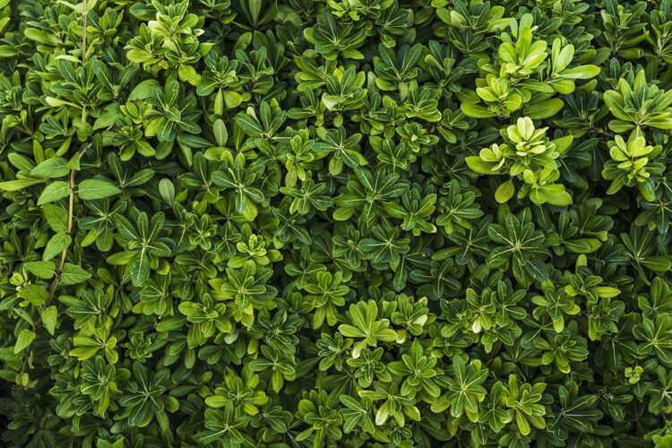 Green Leaves Background image